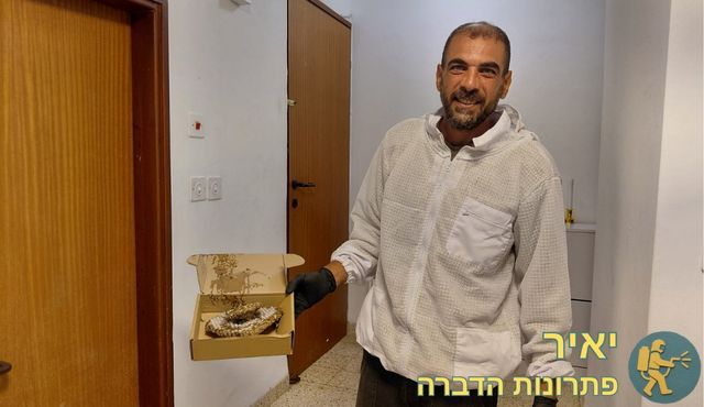 יאיר מציג קן של צרעה מזרחית לאחר הדברה