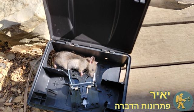 לכידת חולדה בבית עם מלכודת קפיץ בתוך תיבת האכלה