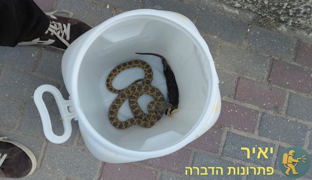 נחש לאחר לכידה בתוך חבית ייעודית